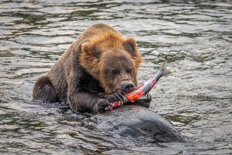 139 Katmai NP, bruine beer.jpg